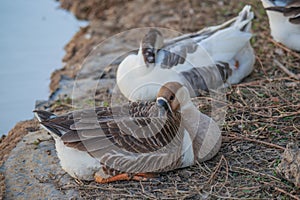 African Chinese geese