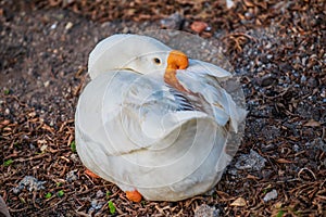 African Chinese geese