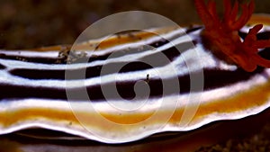 African chromodorid Chromodoris africana on the sand in Zulu sea Dumaguete