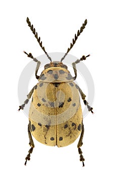 African Chrysomelidae