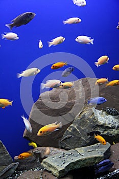 African Cichlid Aquarium Tropical Fish