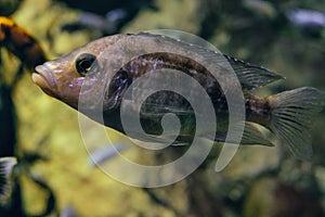 African cichlid fish (labidochromis chisumulae) in water close-up