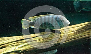 African cichlids Cichlidae swim in freshwater rivers in Africa