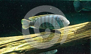 African cichlids Cichlidae swim in freshwater rivers in Africa photo