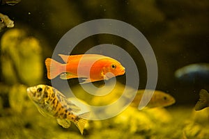 African cichlids swimming in aquarium