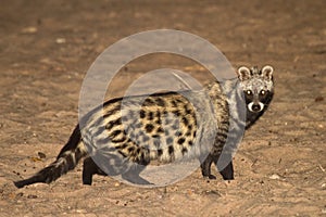 African Civet