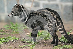 African civet