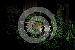 African Civet, Civettictis Civetta, in the dark forest, Moremi, Botswana, Africa. Night nature, Okavango delta. Beautiful animal,