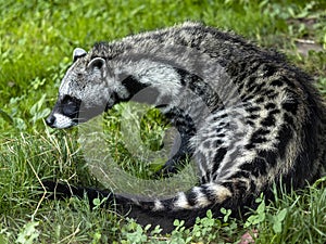 African civet, Civettictis civetta, a large African beast looking for food