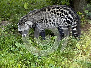 African civet, Civettictis civetta, a large African beast looking for food