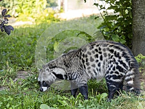 African civet, Civettictis civetta, a large African beast looking for food