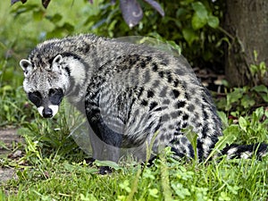 African civet, Civettictis civetta, a large African beast looking for food