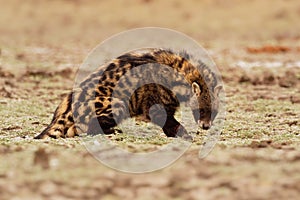 African Civet - Civettictis Civetta  large viverrid native to sub-Saharan Africa, it is threatened by hunting, and wild-caught