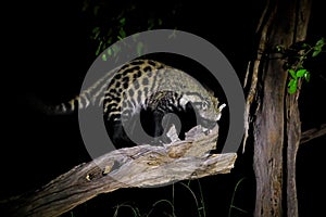 African Civet, Civettictis Civetta, Moremi, Botswana, Africa. Night nature, Okavango delta. Civet on tree, wildlife nature, beauti