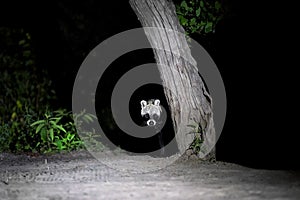 African civet, Civettictis civetta, night photo of wild, largest civet, front view. Illuminated nocturnal african predator staring