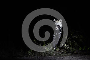 African civet, Civettictis civetta, night photo of wild, largest civet, front view. Illuminated nocturnal african predator staring