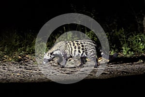 African civet, Civettictis civetta, night photo of wild, largest civet, side view. Illuminated nocturnal african predator walking