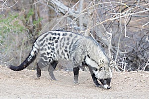 African civet foraging and searching for food