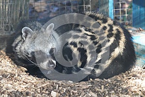 African civet looking out