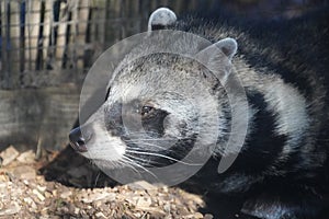 African civet looking out