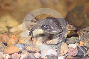 African clawed frog