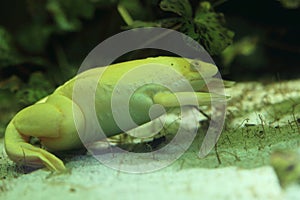 African clawed frog photo