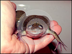 African clawed frog