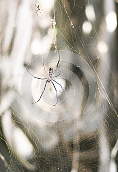 african cobweb with spider photo