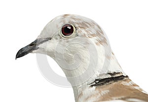 African Collared Dove, Streptopelia roseogrisea