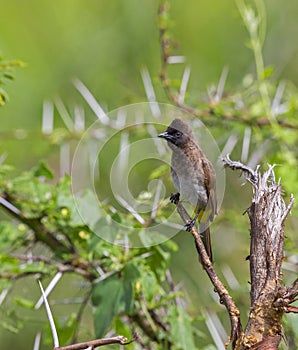 African Common Bulbul, Pycnonotus barbatus, Masai Mara