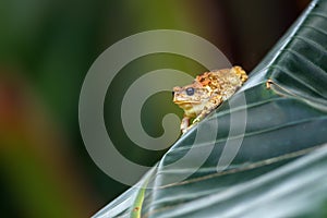 The african common toad or guttural toad Amietophrynus gutturalis sitting on the banan leaf