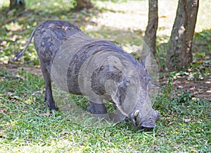 African Common Warthog