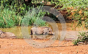 African common warthog in Kruger national park South Africa