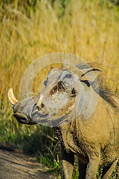 African common warthog in Kruger national park South Africa