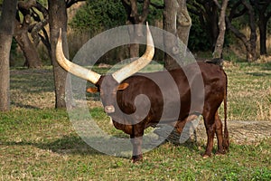 African Cow Ankole Watusi Horns photo