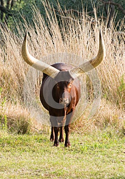African Cow Ankole Watusi Horns photo