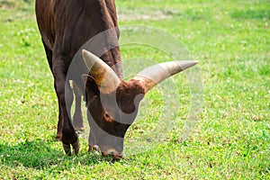 African cow Watusi