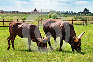 African cow Watusi