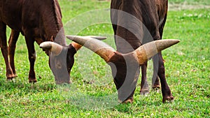 African cow Watusi