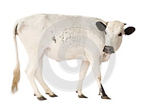 African cows