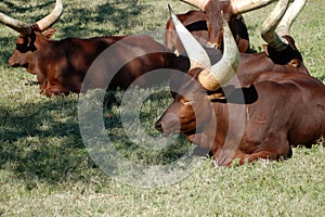 African cows or Ankole-Watusi sleeping in grassland