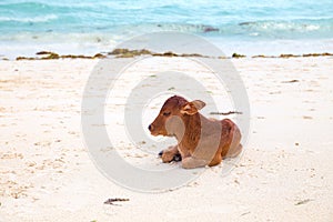 African cows are resting on the beach