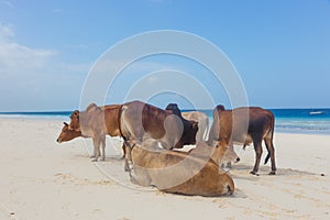 African cows are resting on Nungwi beach, Zanzibar, Tanzaia, Africa.