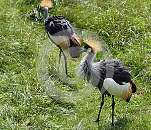 African Crested Crane