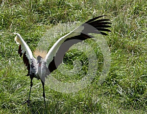 African Crested Crane