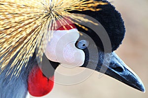 African Crested Crane