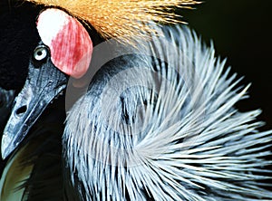 African Crested Crane