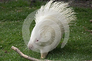 African crested porcupine