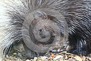 African crested porcupine photo