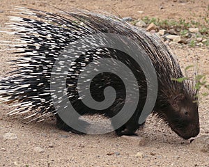 An African Crested Porcupine, Hystrix cristata